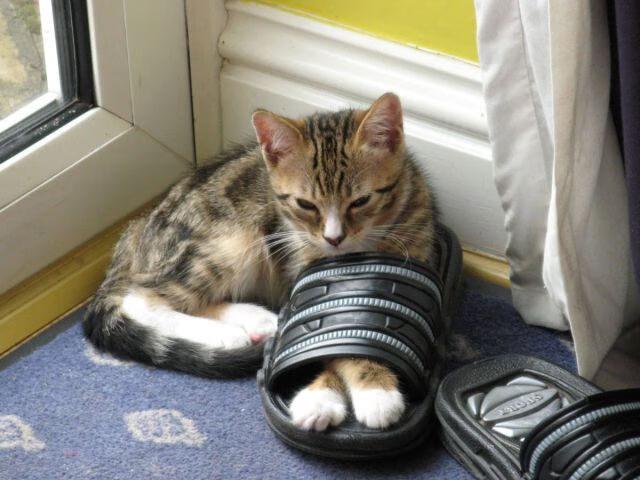 伊萨克的黄金右脚,克罗地亚生死战中唯一的救世主