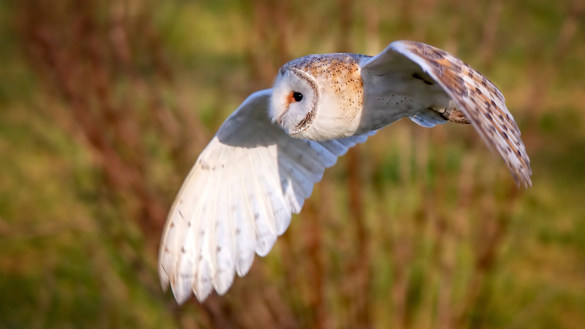 篮球智商的教科书vs战术执行的实验室，当东契奇遇见广厦