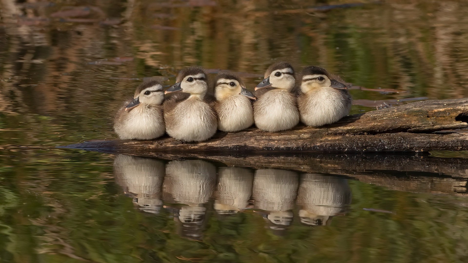 从水鸟振翅到关键先生，哈登的羽翼如何遮蔽灰熊的天空