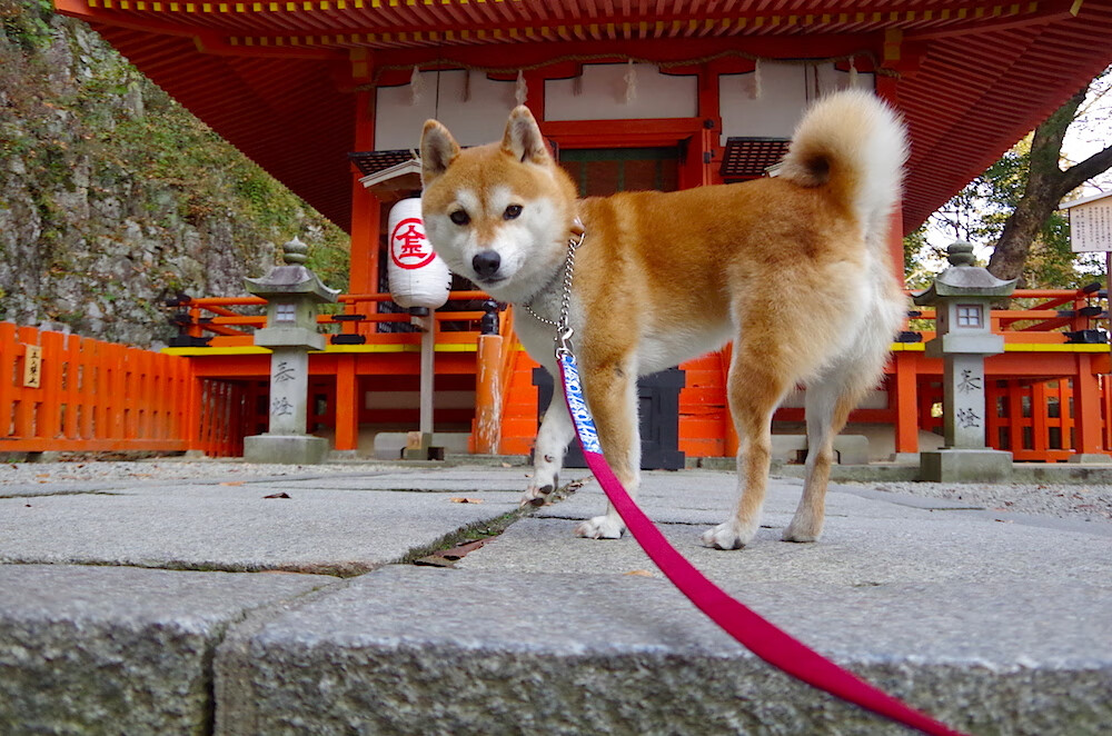 狼群噬侠悬念早定,塔图姆奥运关键战独揽风云